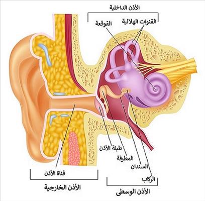 كل ما تود معرفته عن علاج إلتهاب الأذن الداخلية