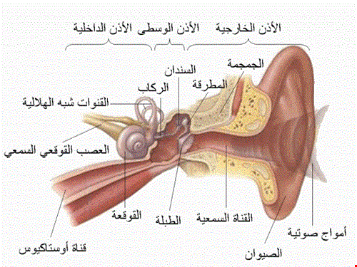 ما هو علاج إلتهاب الأذن الوسطى؟