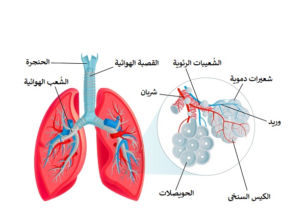 تشخيص وعلاج سرطان القصبات الهوائية