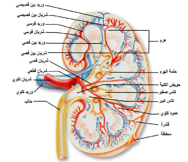 عملية ترشيح الكلى