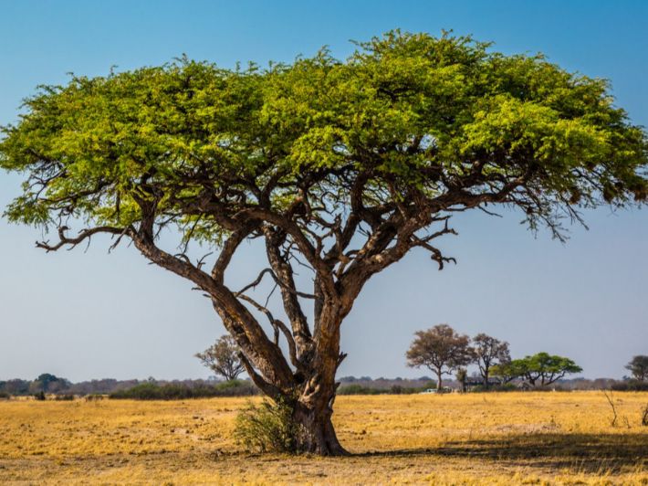 ما هي فوائد نبات الطلح ؟