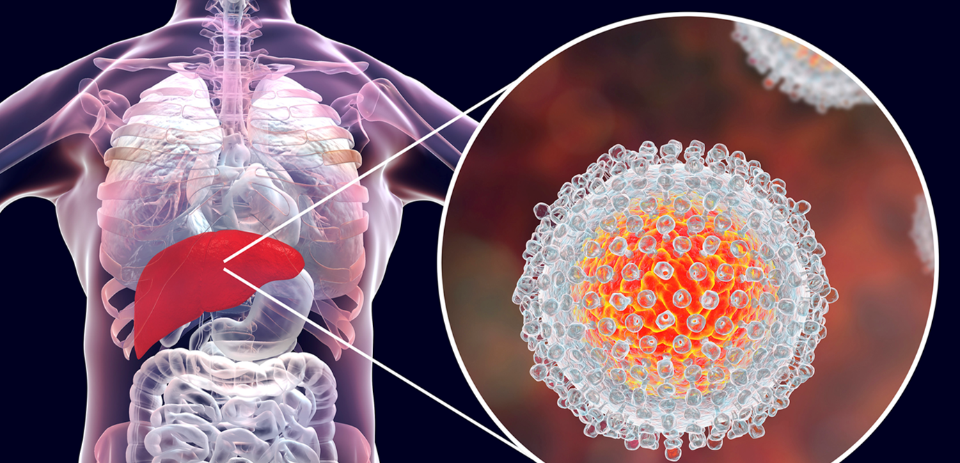 الكبد وتلك الإلتهابات التي يتعرض لها