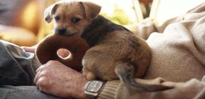 الجيارديا التي تسببها الكلاب